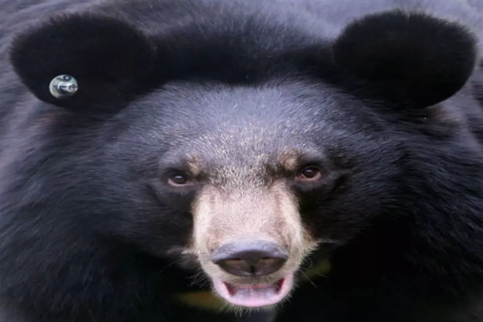 Bear Sightings All Over Connecticut &#8211; What You Should Do If You Spot One