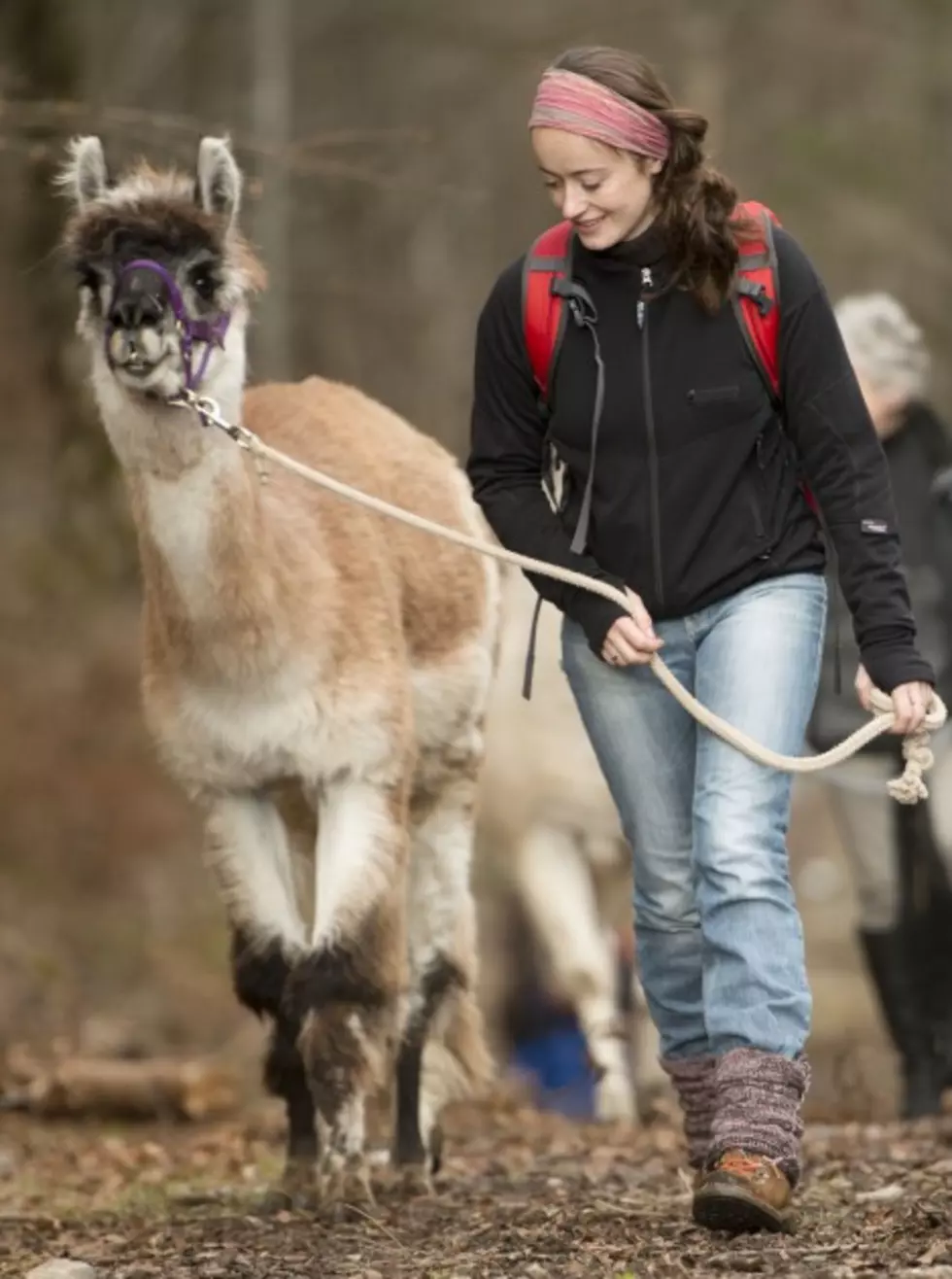 Want to Take a Walk With a Llama? You Can in Connecticut &#8230; It&#8217;s a Thing!