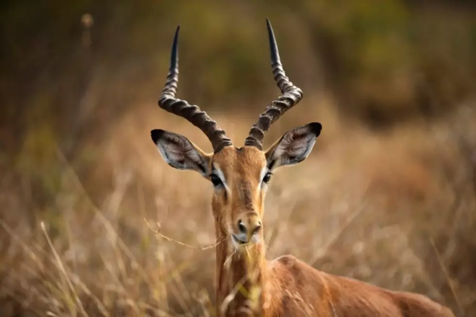 60,000 Antelope Died in Only 4 Days and No One Knows Why