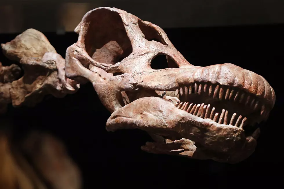 Titanosaur Debut At American Museum Of Natural History In NYC