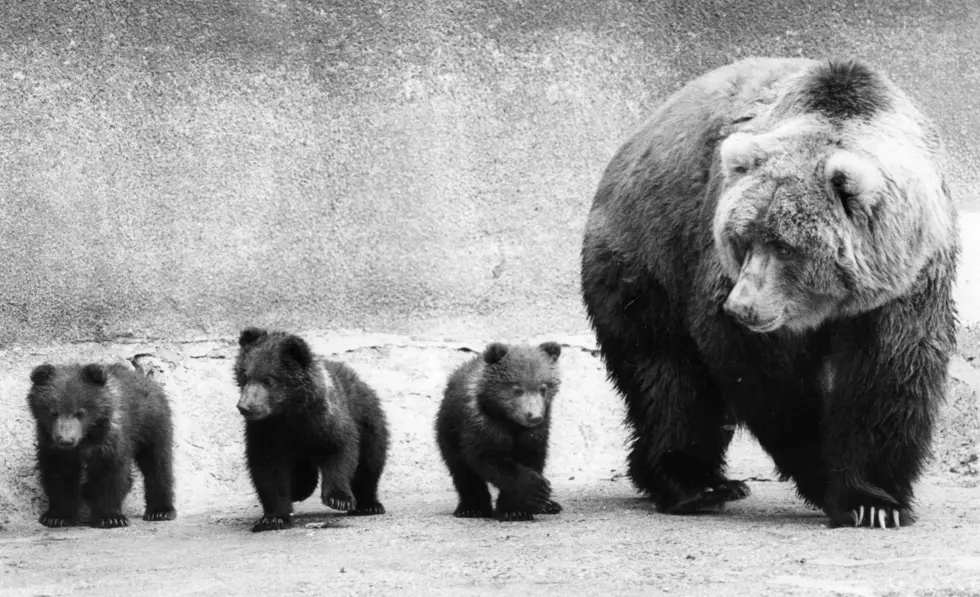 Bear Family Looking for a Snack in Roxbury Backyard