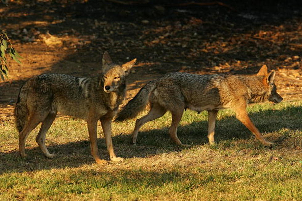 Coyotes Follow Connecticut Child Home From School