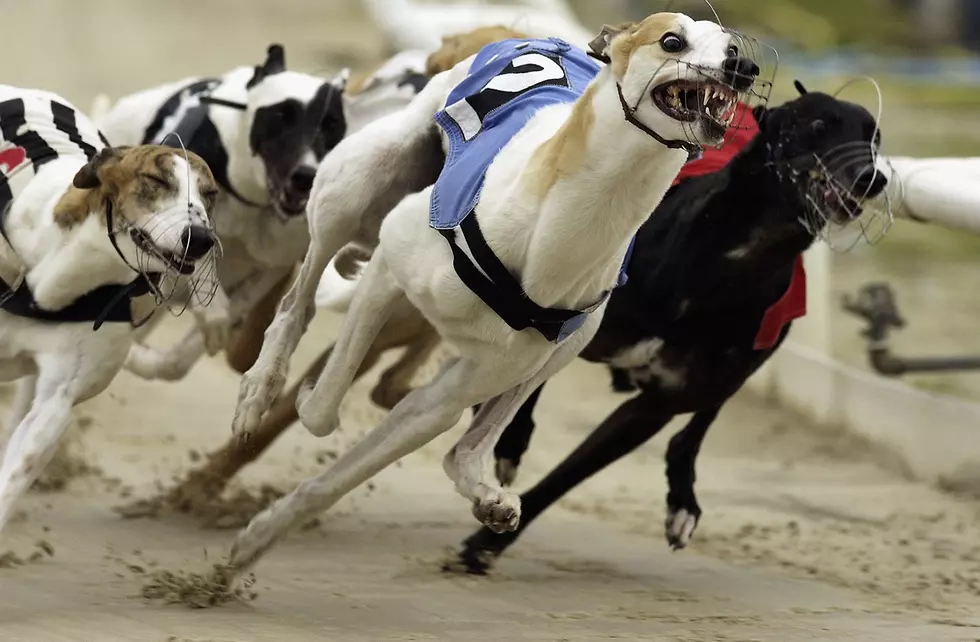 Bill Could Potentially Ban Greyhound Racing in Connecticut if Passed