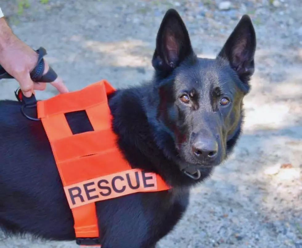 Danbury Firefighter Looks to Train His Dog for Water Rescue