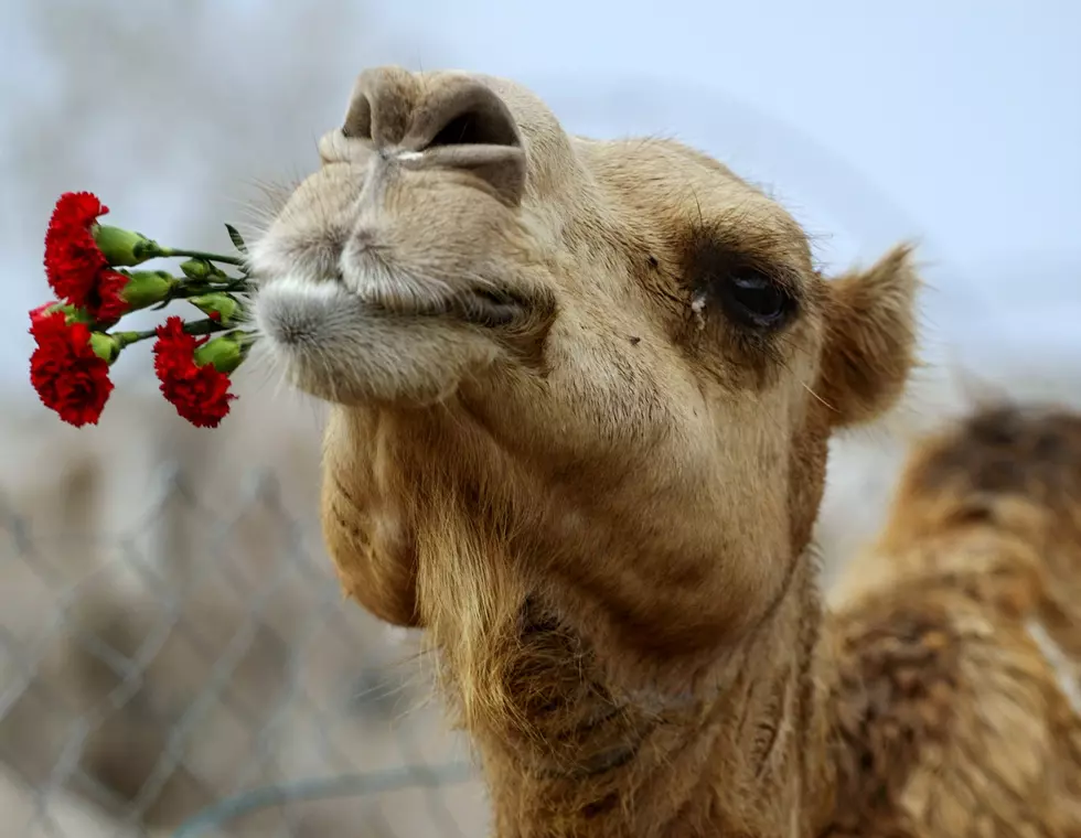 ‘Sheik’ the Pet Camel Moves Into Ridgefield Neighborhood