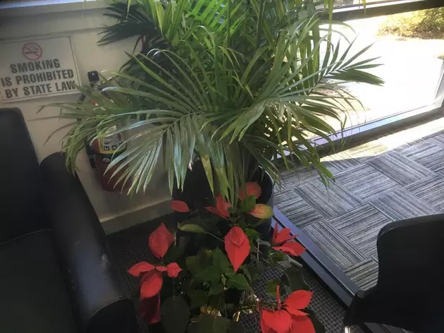 Lou: &#8216;Why Is Our Lobby Suddenly Overflowing With Plant Life?&#8217;