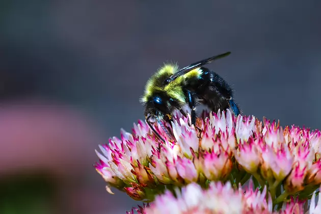 Science Introduces Backpacks For Bees