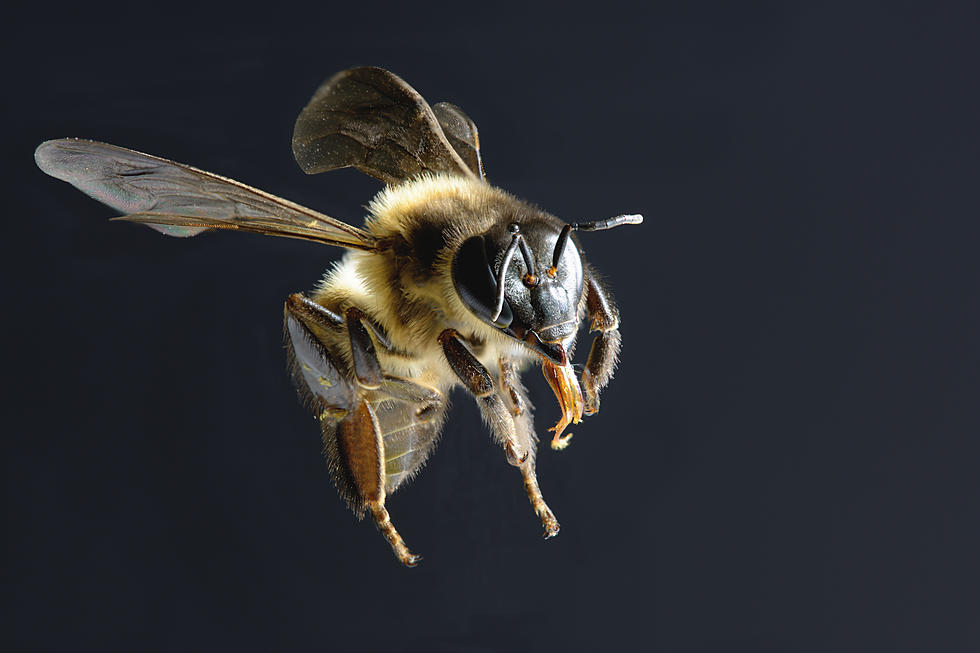 A Bee The Size of a Human Thumb Surfaces in Indonesia, Time to Panic