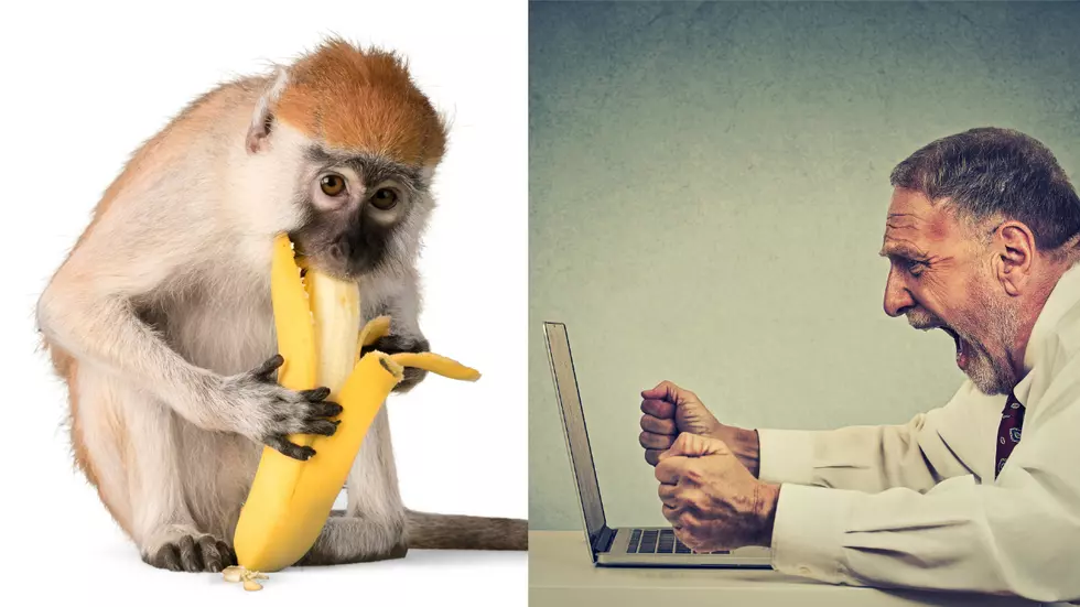 My New Boss is a Really Busy Guy So Naturally I’ve Been E-Mailing Him About Monkeys 3 Times a Day