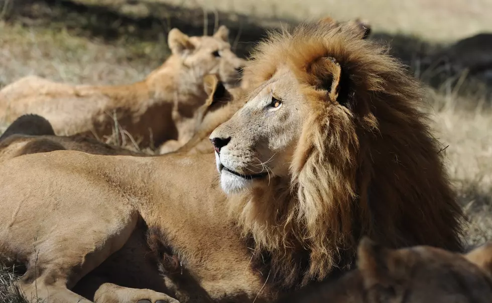 Connecticut Set to Ban Sales and Imports of Africa’s Big Game Animals