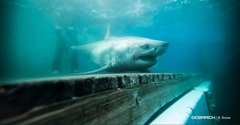 Great White Shark Spotted and Being Tracked Off Connecticut Coast
