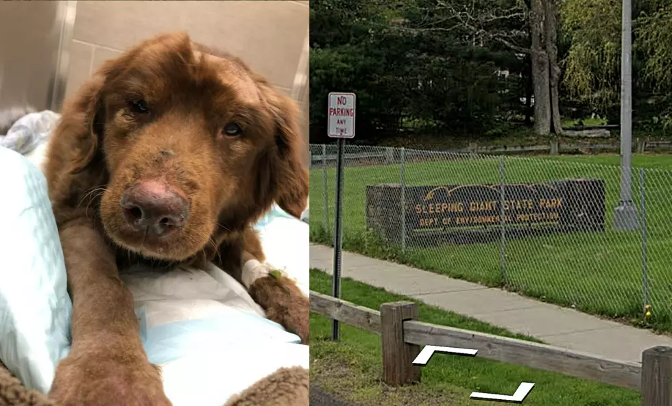 17-Year-Old Deaf Dog Rescued From Ravine at Connecticut Park