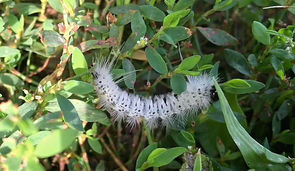 Venomous Caterpillars Found in Four Counties Across Hudson Valley