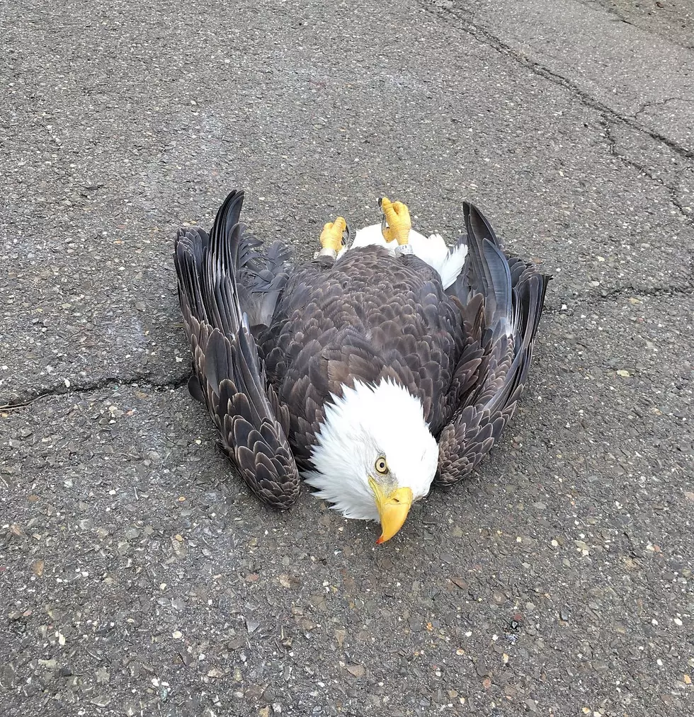 American Bald Eagle Rescued by Waterbury Animal Control