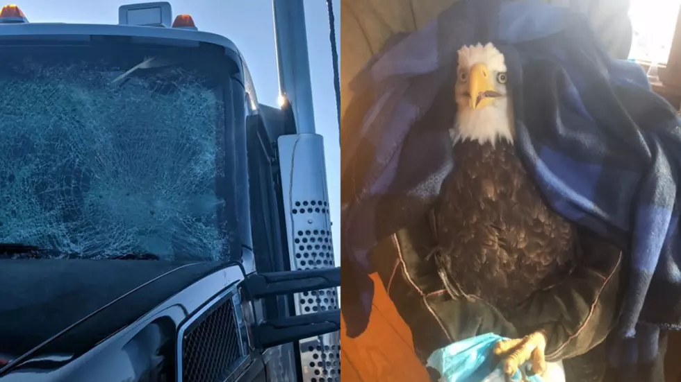 Bald Eagle Rescued in Connecticut After Collision With 18-Wheeler