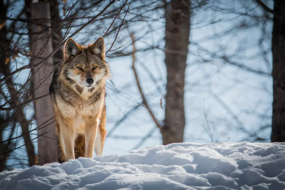 Animal Control in Connecticut Issues Coyote Advisory