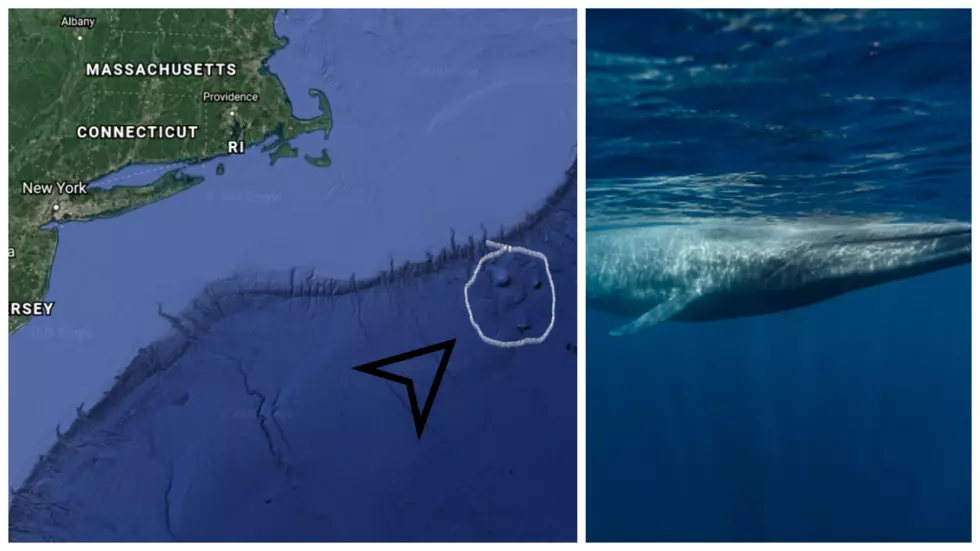 Aquarium Researchers Spot Rare Blue Whales Off the CT Coast