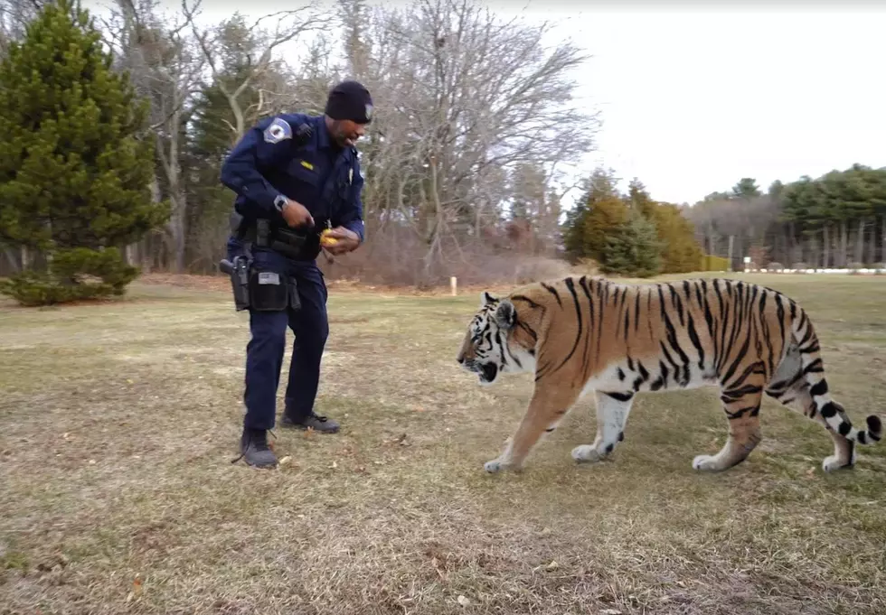 Police in Connecticut Play Fantastic April Fools Joke With a Tiger