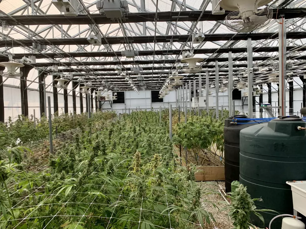 A Look Inside A &#8220;Farm To Label&#8221; Massachusetts Marijuana Dispensary