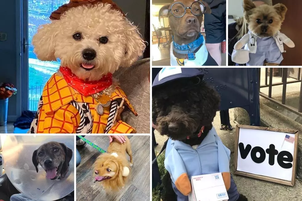 2020 Pet Costume Contest [VOTE]