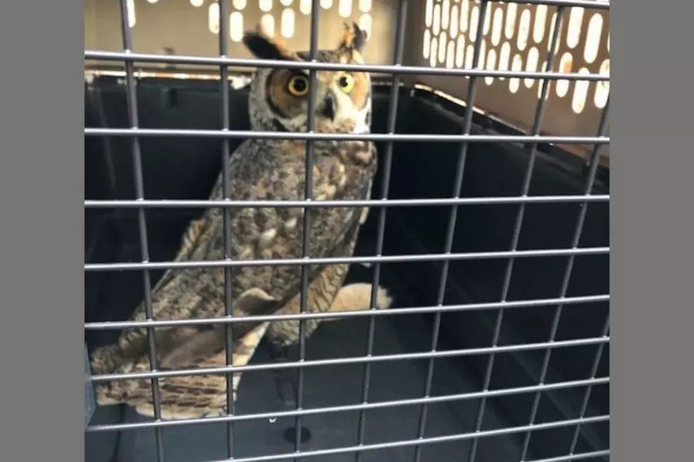 Danbury FD Rescue Entangled Owl at Richter Park Golf Course