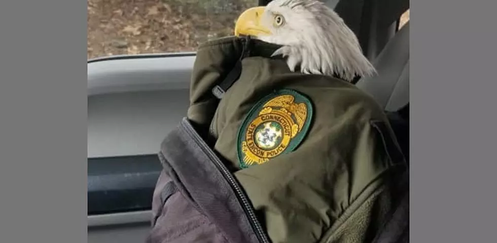 Bald Eagle With Injured Wing Found by CT Hiker