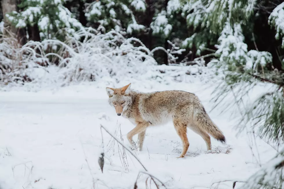 Southbury Animal Control Warns Residents After Multiple Coyote Attacks