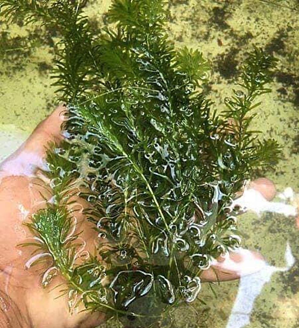 This Invasive Aquatic Plant is a Threat to CT Lakes & Rivers