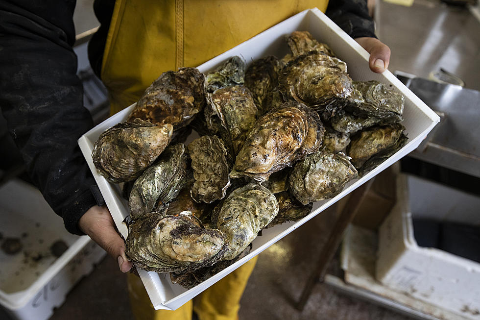 Connecticut’s Oyster Industry and Farmers Get Boost From New Legislation