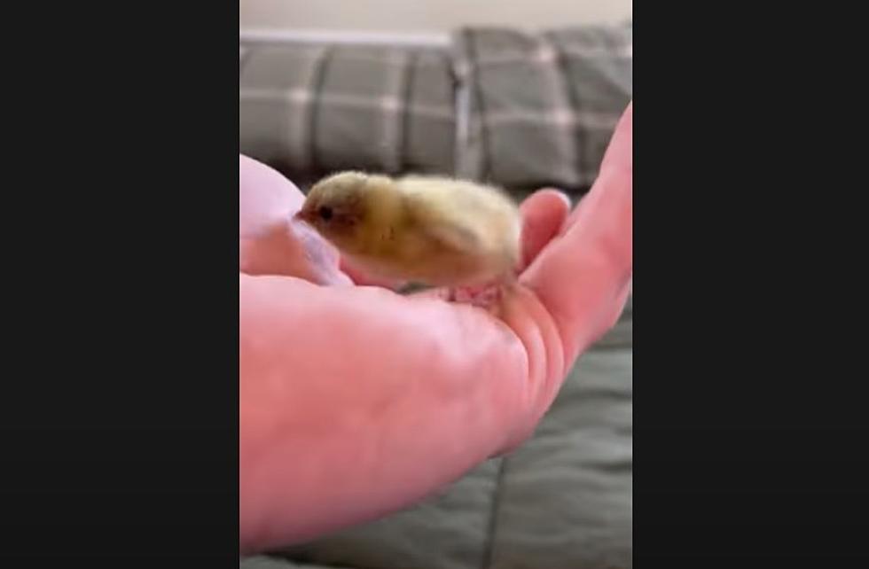 New Milford Button Quail Will Melt Your Heart