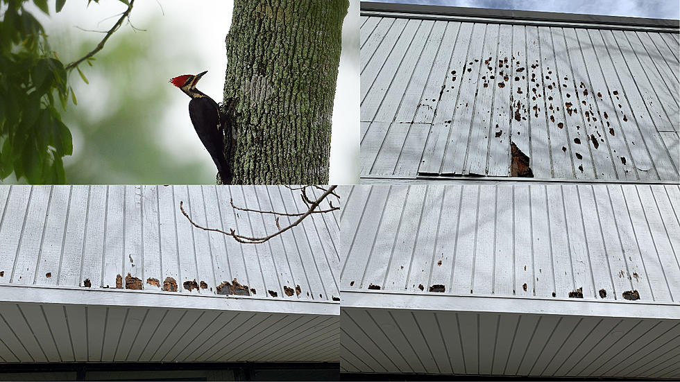 Woodpecker Attacks Connecticut Radio Station