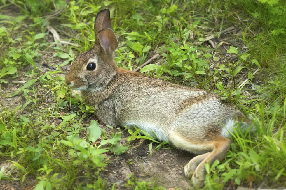 Cottontail Rabbits are Thriving in Connecticut