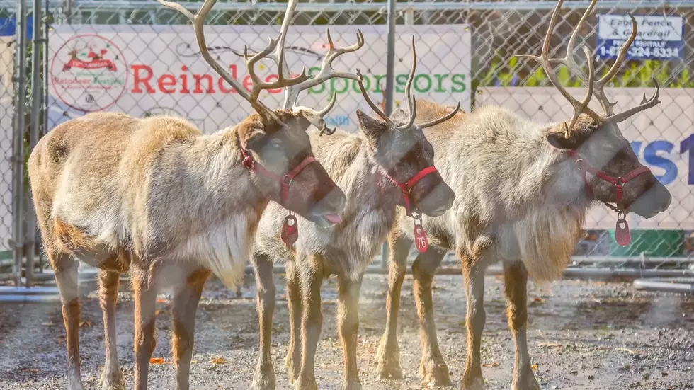 Greenwich Reindeer Festival Returns For A 14th Holiday Season