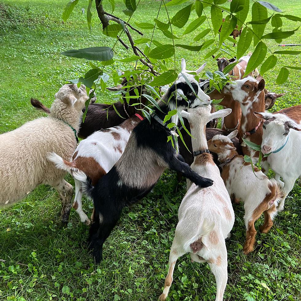 Popular Goat Yoga Makes a Return to Ridgefield