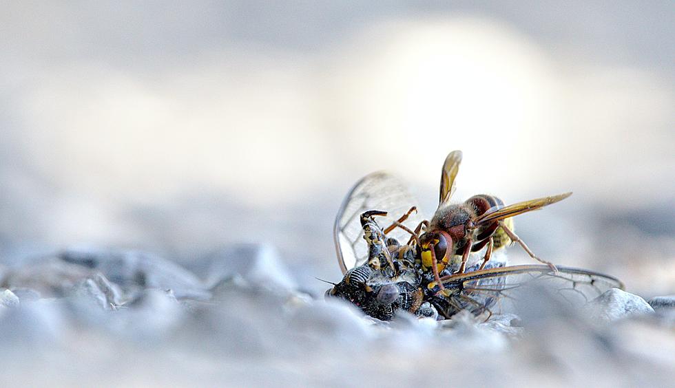 New Fairfield Lawns Taken Over by Huge Cicada Killer Wasps