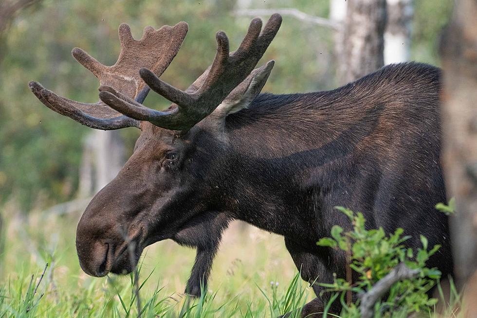 Horny Bull Moose Seen Wandering Around Connecticut Looking For Some Lovin’