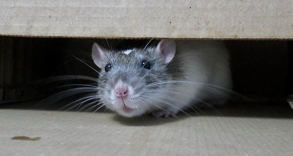 Connecticut City Lands On “Rattiest Cities in United States” List