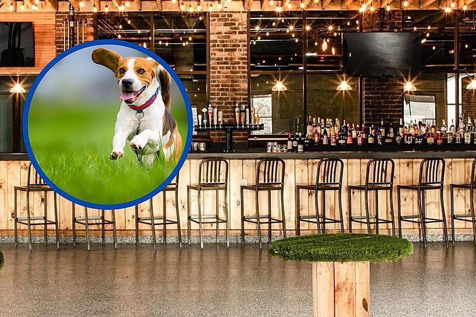 Woof Woof: New England’s Only Dog Park and Bar is Almost 1-Year-Old