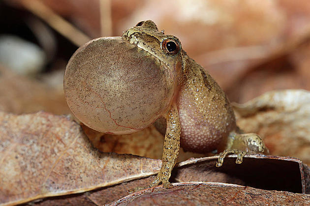 The First Spring Peepers of 2024 Have Arrived in New Milford