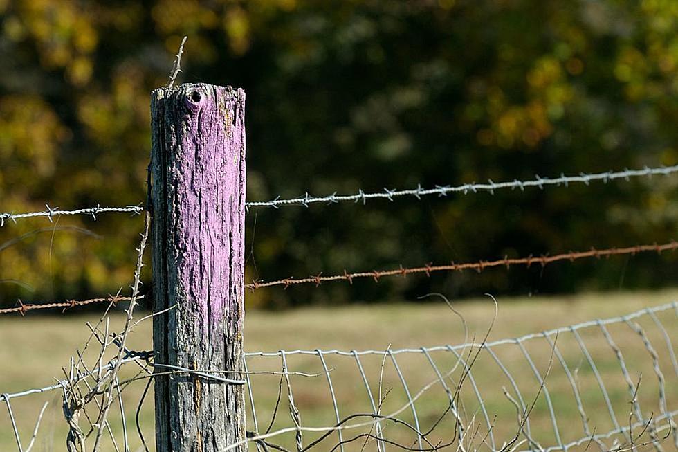 Stay Away if You See Purple Paint on a Fence Post or Tree in Connecticut, New York, Massachusetts