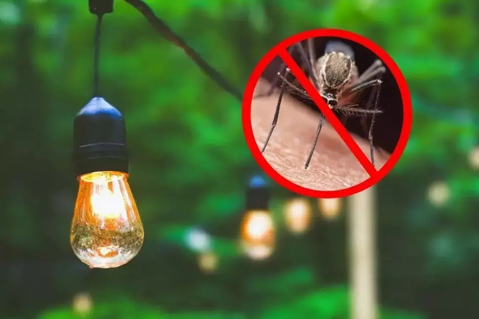 For Mosquito Season in Connecticut Try 3 Yummy Smells They Hate