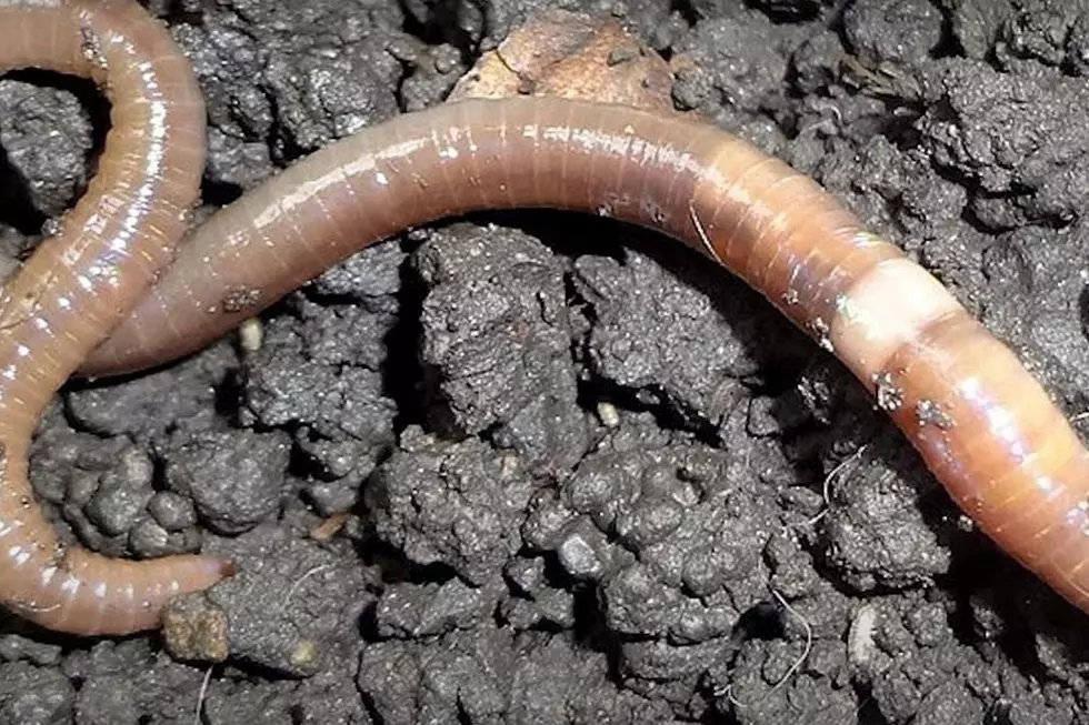 8-Inch Jumping Worms That Can Leap 1 Foot High Are Bad News for Connecticut and New York