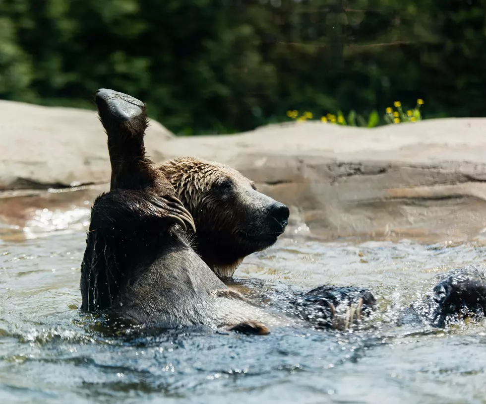 95-Year-Old Connecticut Man Scares Off Bear Taking a Dip in His Pool
