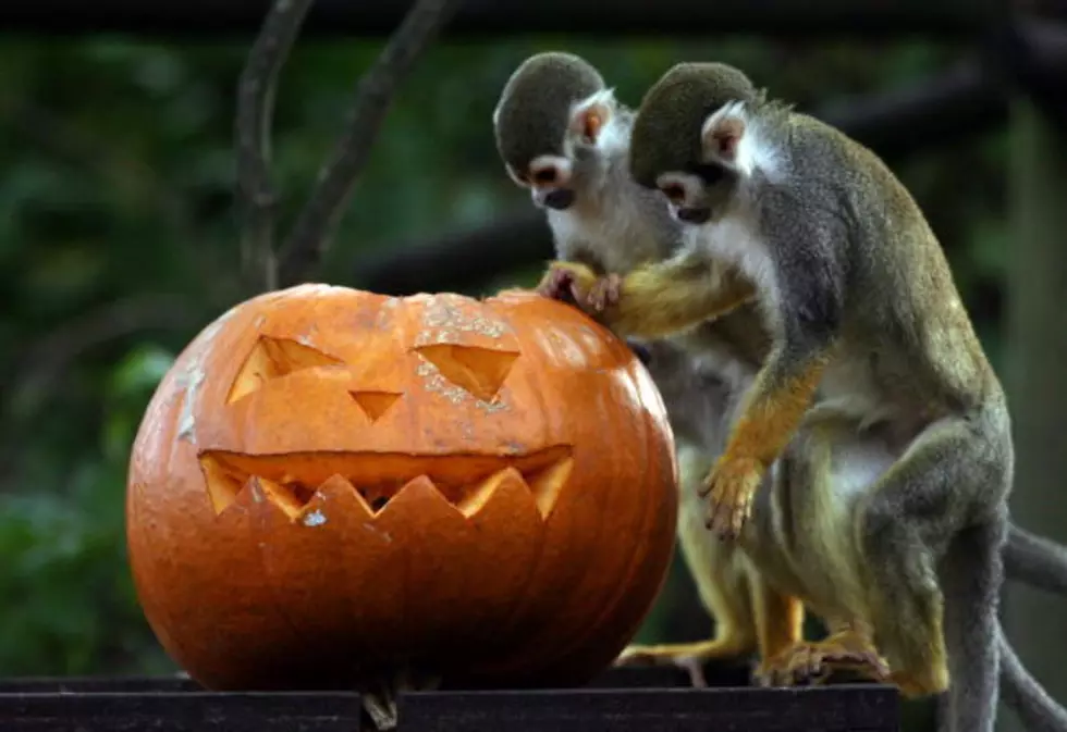It’s Animals Playing With Pumpkins For First Time [VIDEO]