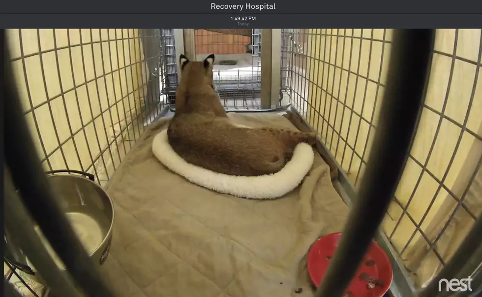 Recovering Bobcat Tears Up the Joint [Video]