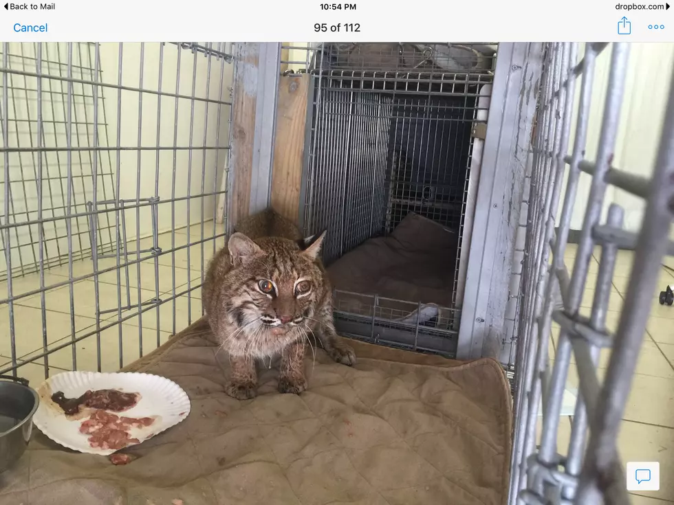 Thor the Injured Bobcat is Even Stronger Today