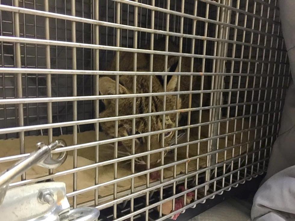 A Very Happy Update on Injured Bobcat