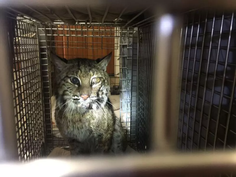 Bobcat Update: Recovering From Car Strike But Not Eating Well