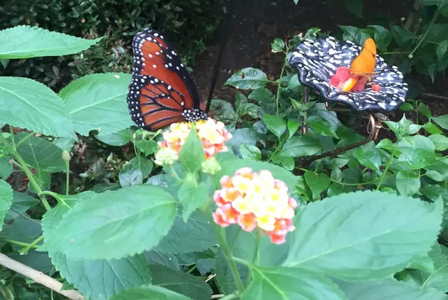 Bronx Zoo Day Trips &#8211; A Great Way to Spend a Summer Day [VIDEO]