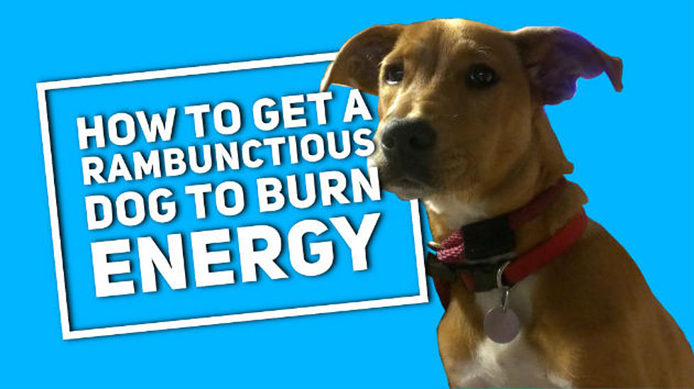 How to Get A Rambunctious Dog To Burn Energy